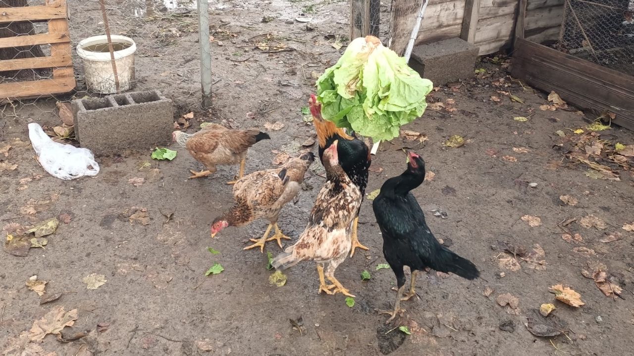 Toprakkaleli Döndü Teyze’den Tavuklara 'Spor' Eğitimi Marul İçin Zıplıyorlar! (2)