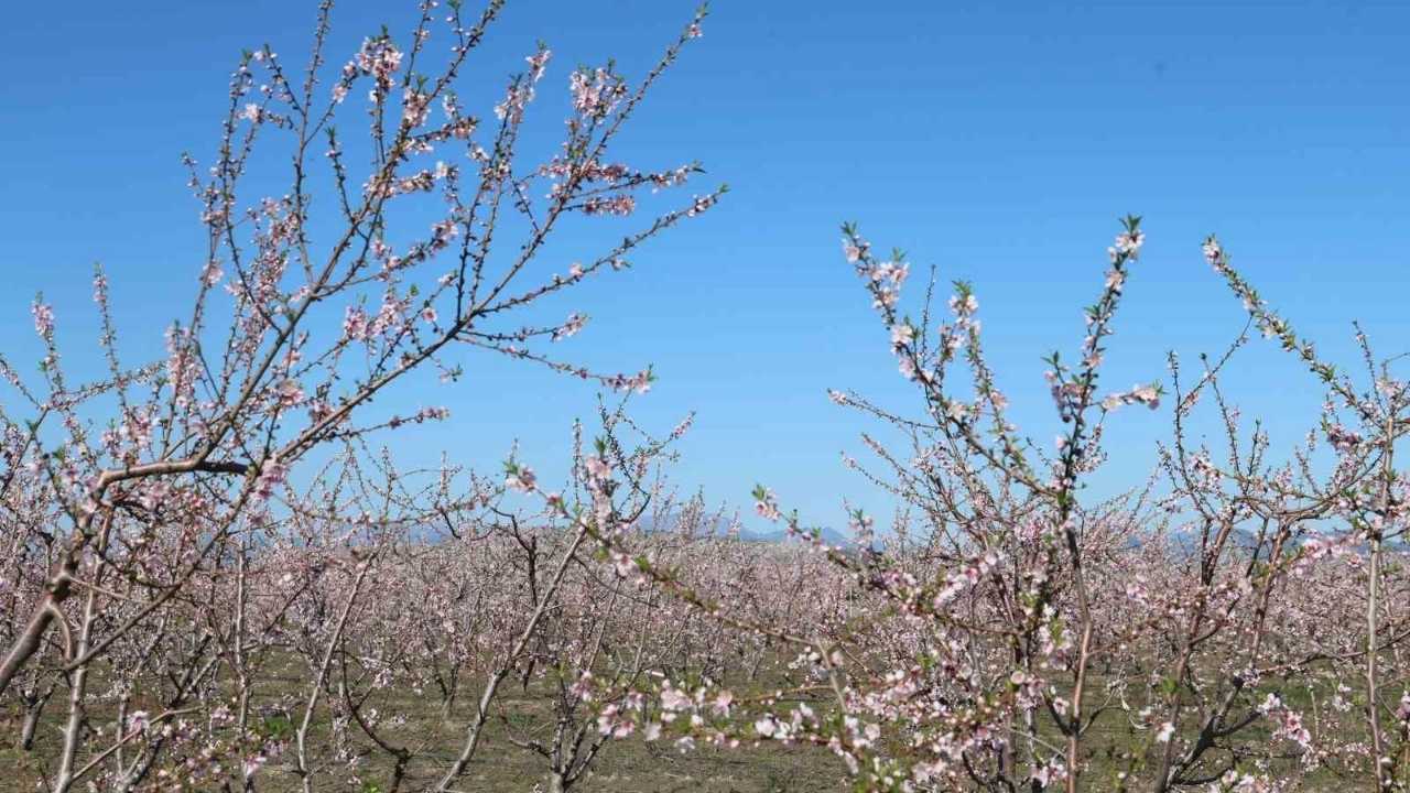 Adana’da Şeftali Ağaçları Çiçek Açtı (2)