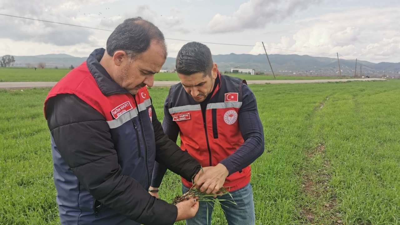 Osmaniyeli Üreticiler Dikkat! Yağış Sonrası Hastalık Riski Kapıda (3)