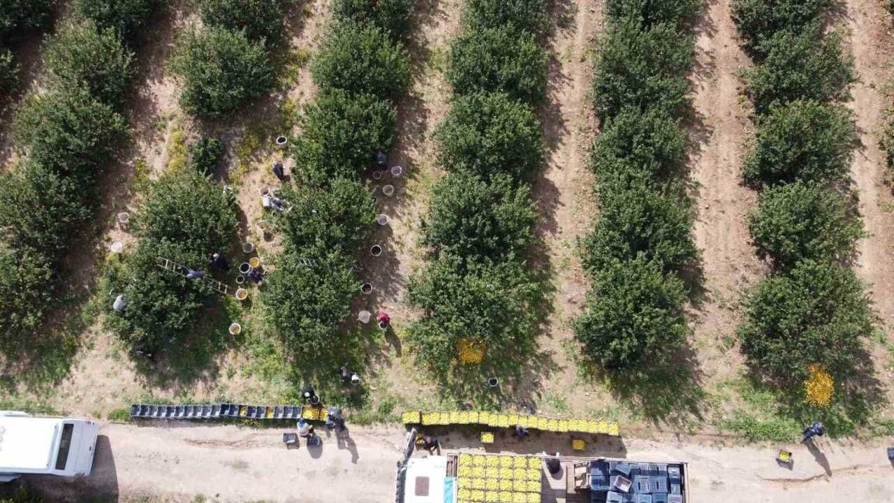 Dikenli Limon Hasadı Üreticiyi Sevindirdi (1)