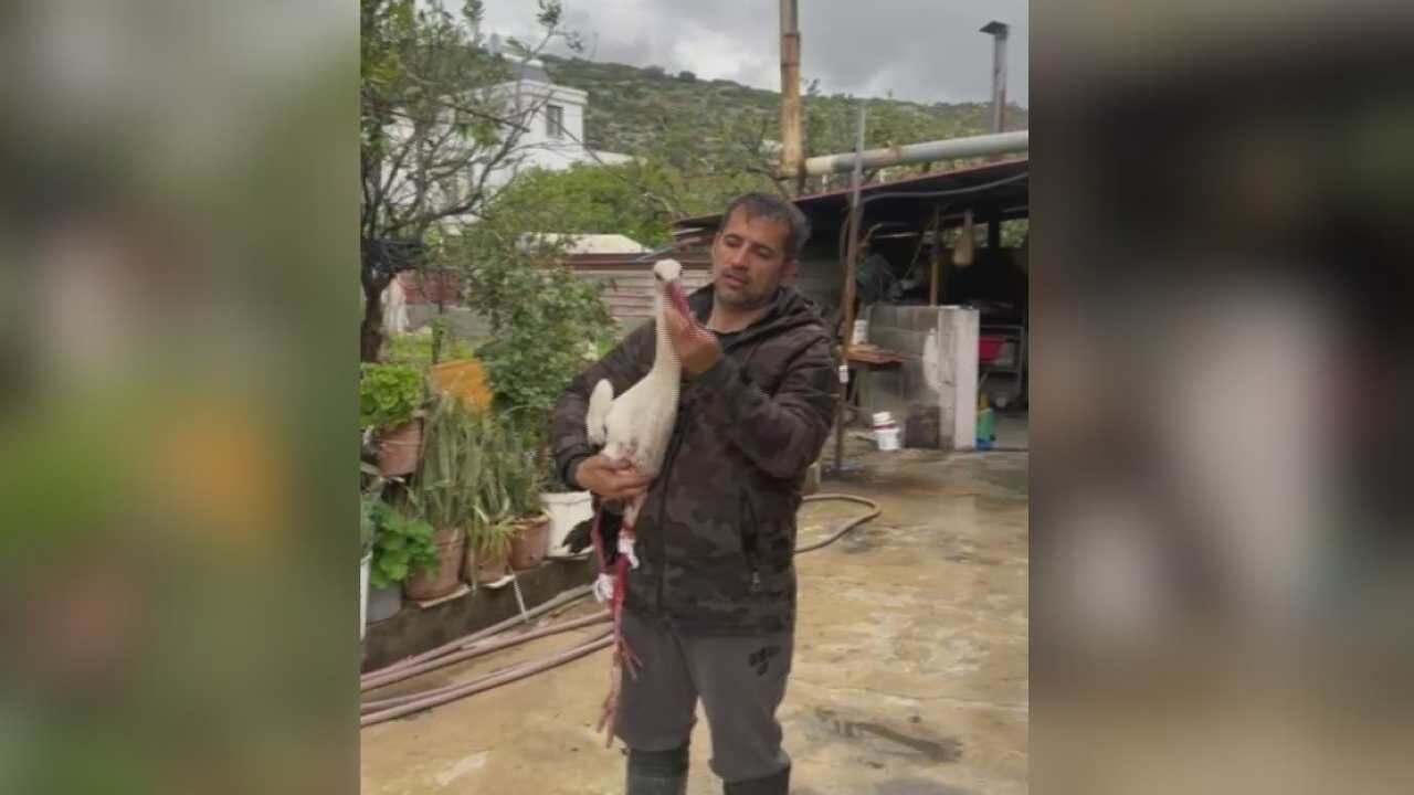 Hatay’da Göç Yolundaki Leyleklere Ateş Açıldı (2)