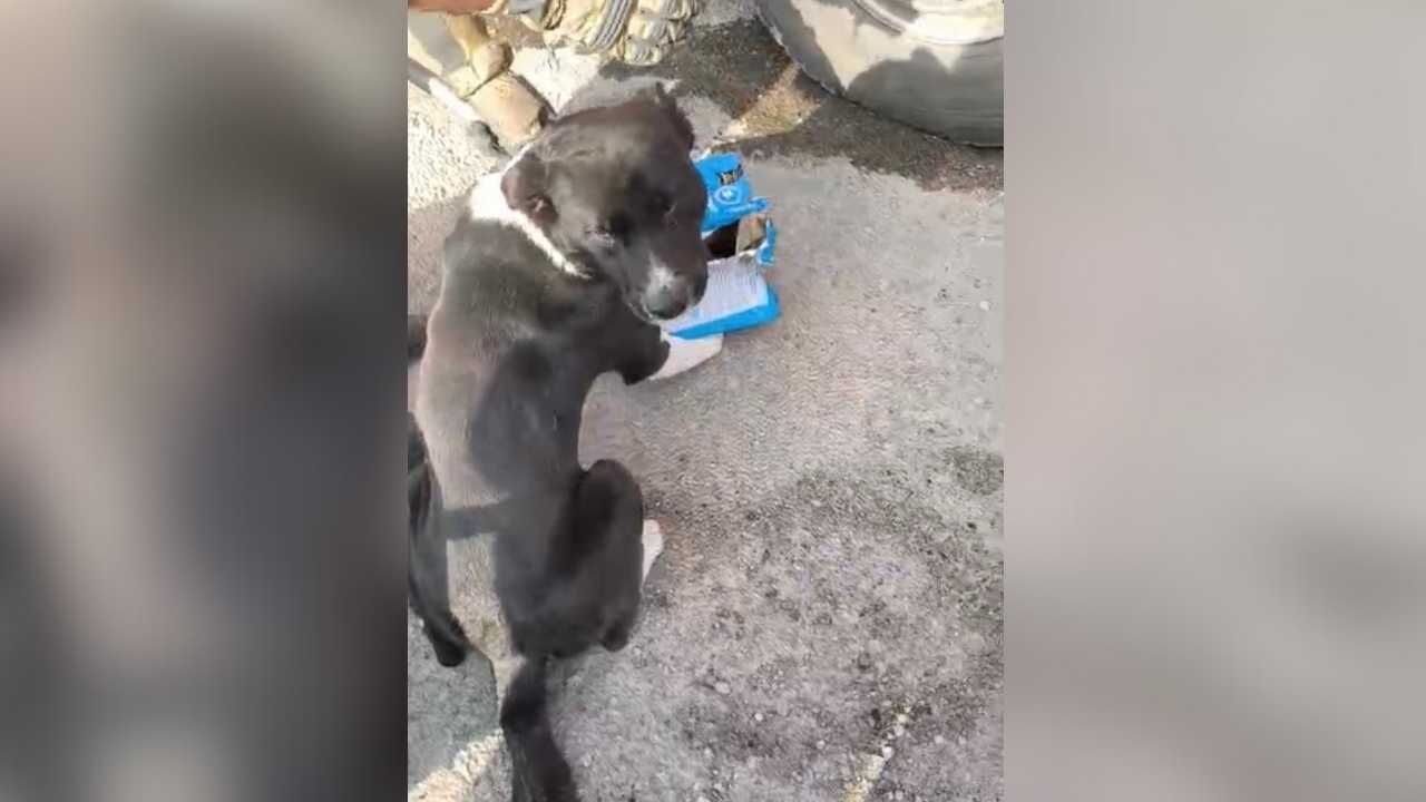 Hatay’da Mahsur Kalan Köpekleri Itfaiye Kurtardı (2)