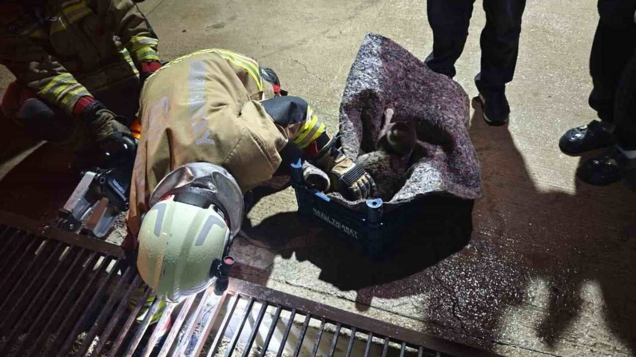 Hatay’da Su Giderine Yavrulayan Kedi Ve Yavruları Kurtarıldı (2)