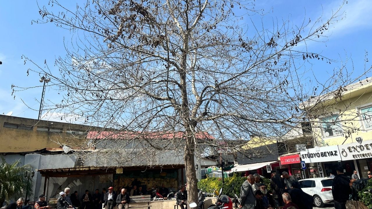 Havaların Isınmasıyla Çınarlı Kahve