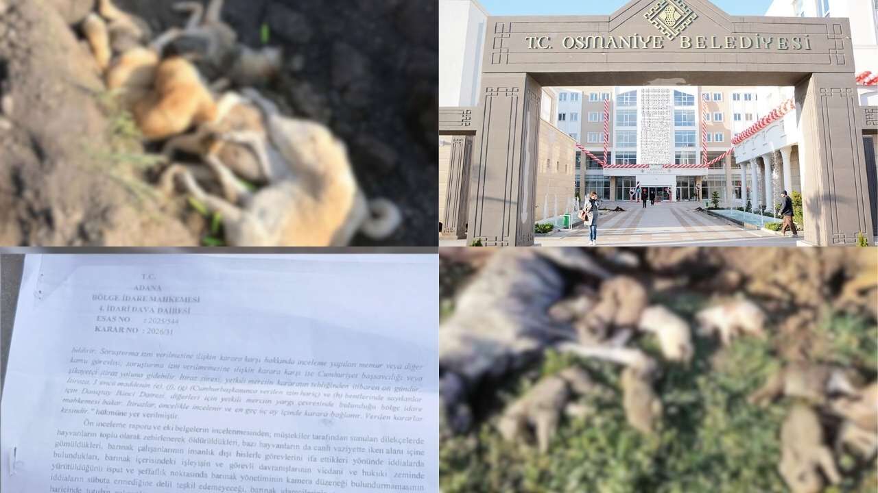 Osmaniye Belediyesi'ne Bağlı Hayvan Barınağı'ndaki Köpek Ölümleriyle Ilgili Flaş Gelişme! (1)