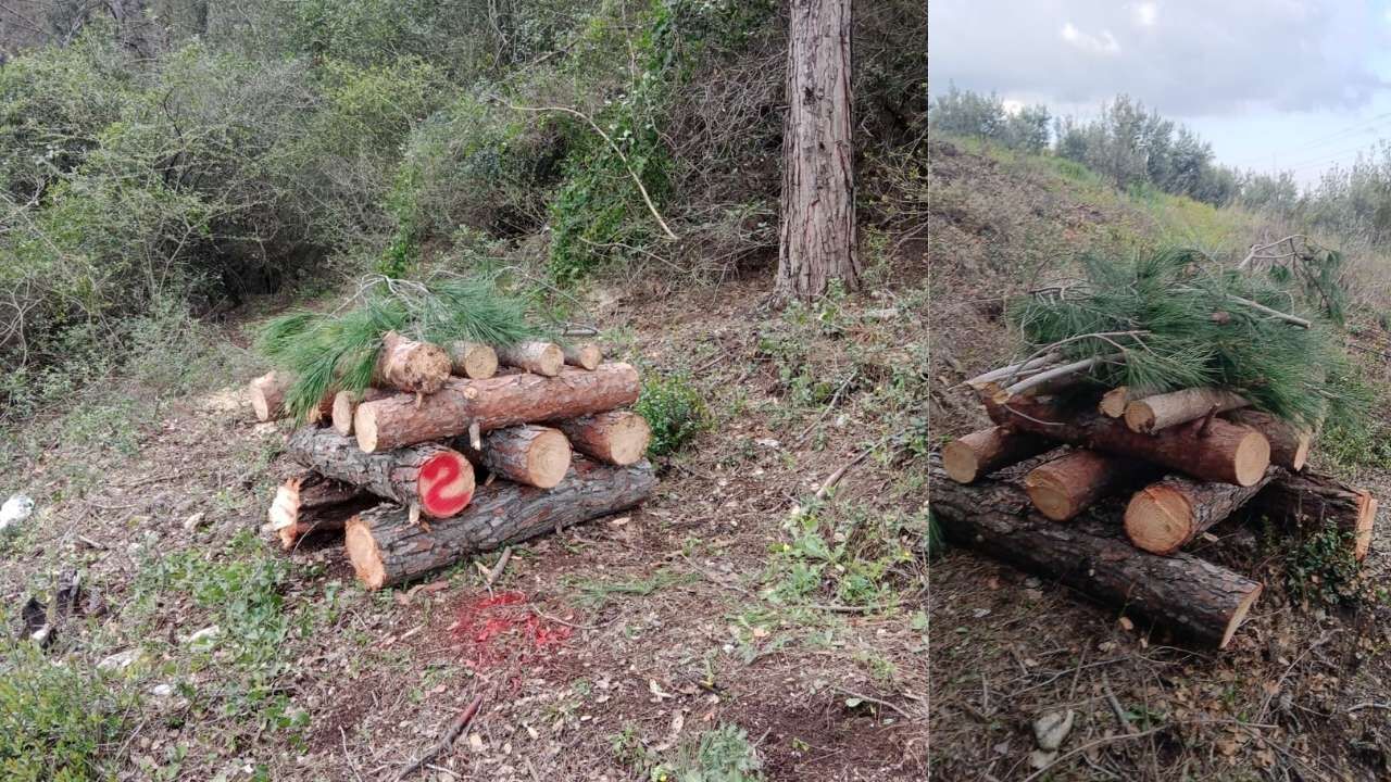 Osmaniye Orman İşletme'den Kabuk Böceği Operasyonu 3 Zararlı Tür Tespit Edildi (1)