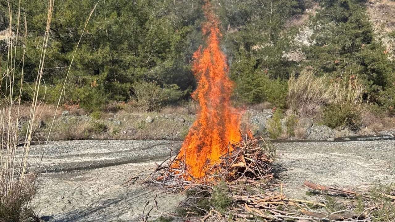 Osmaniye Orman İşletme'den Kabuk Böceği Operasyonu 3 Zararlı Tür Tespit Edildi (2)