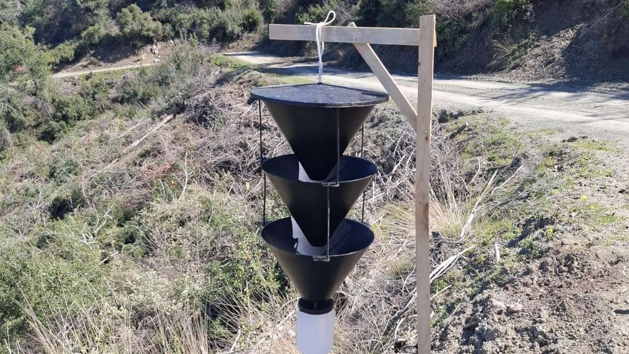 Osmaniye Orman İşletme'den Kabuk Böceği Operasyonu 3 Zararlı Tür Tespit Edildi (3)