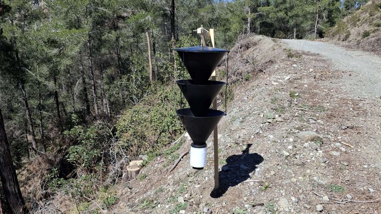 Osmaniye Orman İşletme'den Kabuk Böceği Operasyonu 3 Zararlı Tür Tespit Edildi