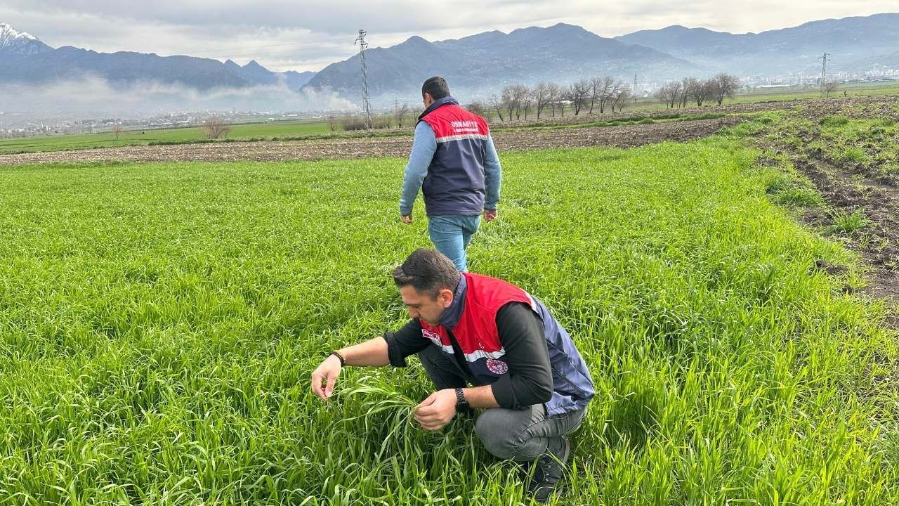 Osmaniye Tarımında Kritik Takip Fenolojik Gözlemlerle Verim Garanti Altında (2)