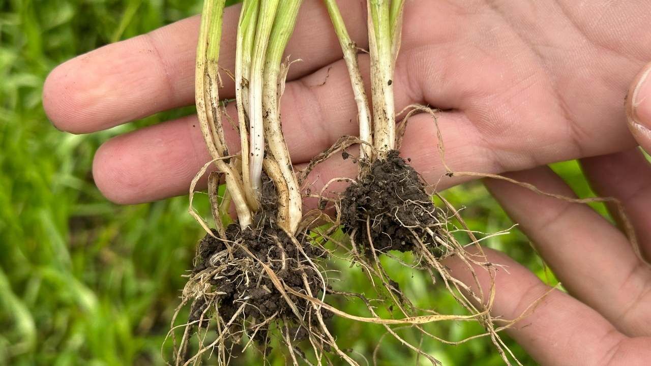 Osmaniye Tarımında Kritik Takip Fenolojik Gözlemlerle Verim Garanti Altında (3)-1