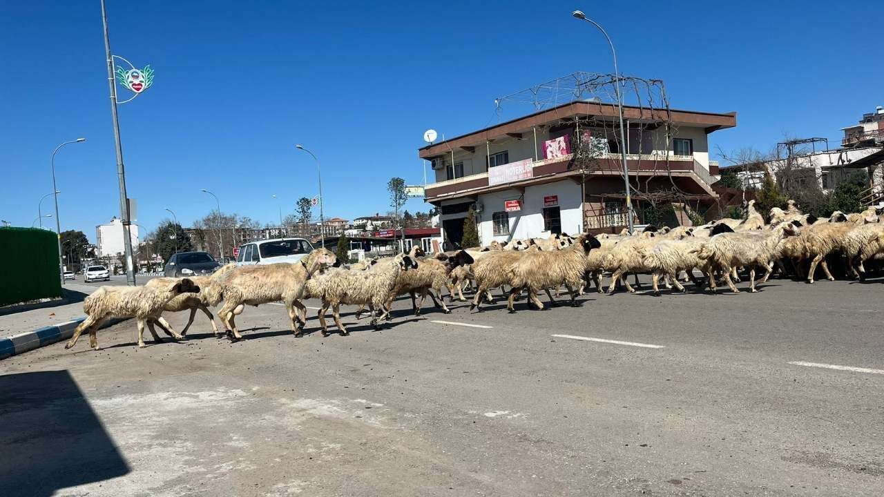 Osmaniye'de İlginç Manzara Şehir Merkezi Mi, Hayvan Geçiş Güzergahı Mı (1)