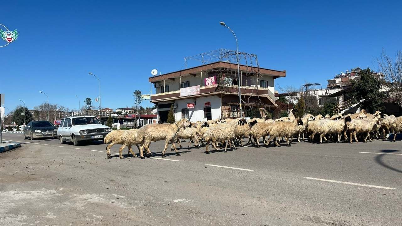 Osmaniye'de İlginç Manzara Şehir Merkezi Mi, Hayvan Geçiş Güzergahı Mı (2)