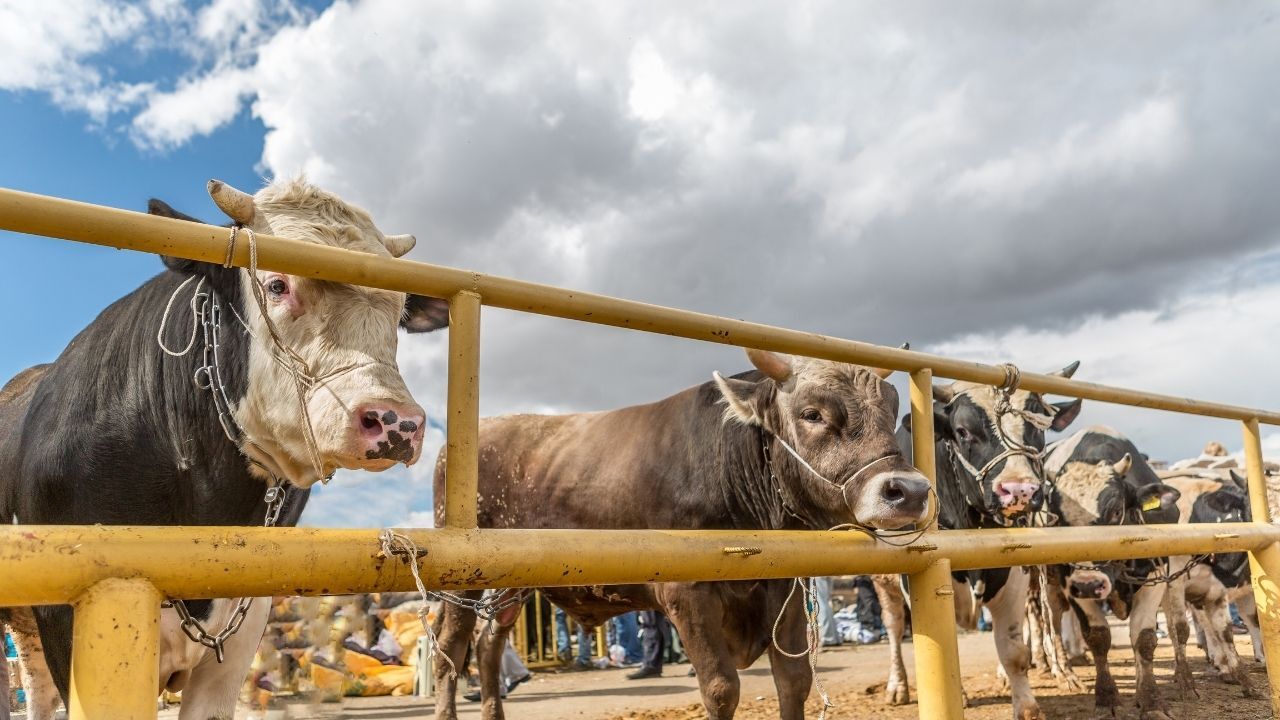 Osmaniye'de Kurban Fiyatları Belli Oldu (1)