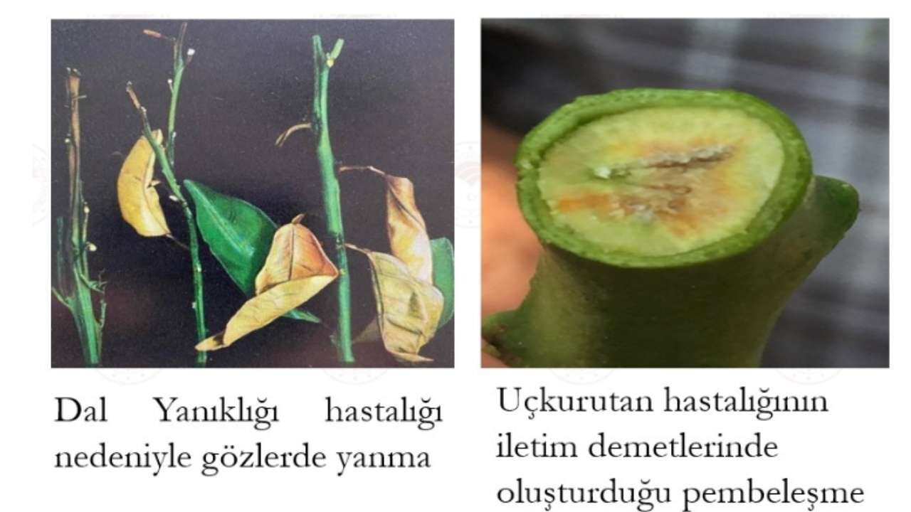 Osmaniye'de Nisan Ayı Turunçgil Tarım Takvimi Açıklandı (1)