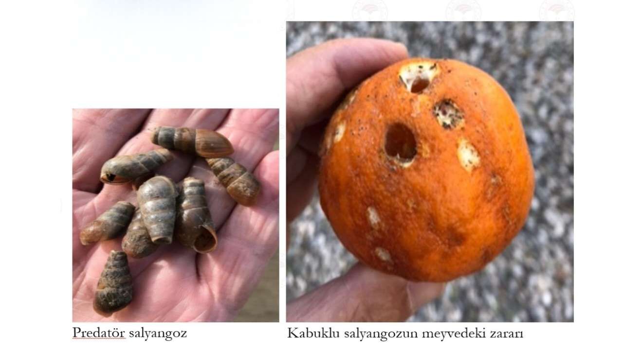 Osmaniye'de Nisan Ayı Turunçgil Tarım Takvimi Açıklandı (2)