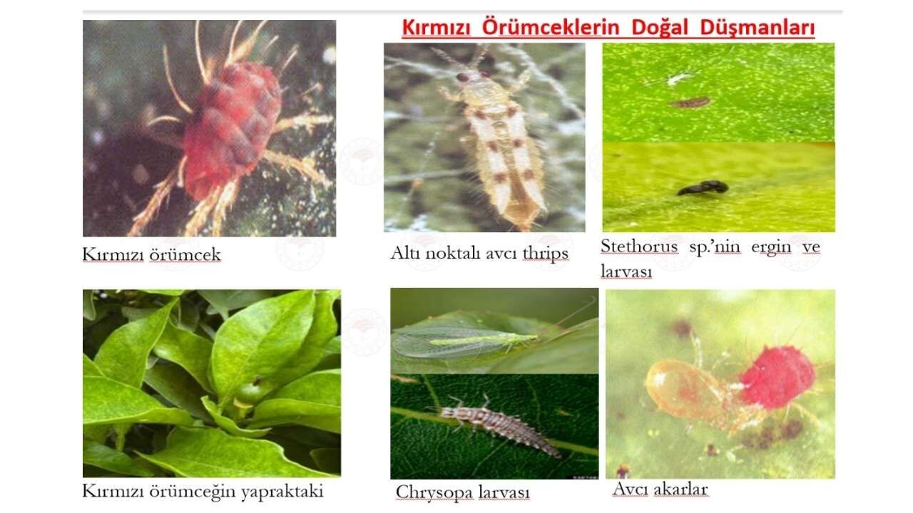 Osmaniye'de Nisan Ayı Turunçgil Tarım Takvimi Açıklandı (3)