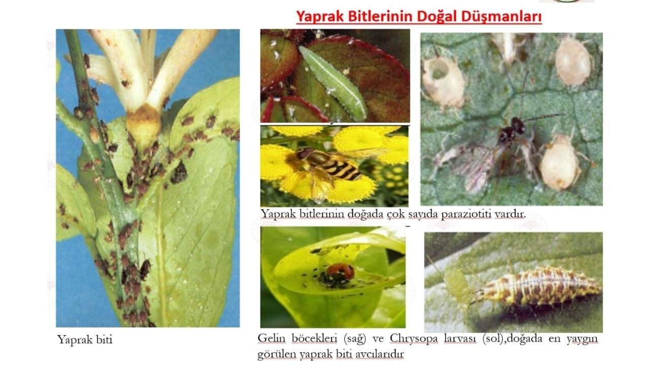 Osmaniye'de Nisan Ayı Turunçgil Tarım Takvimi Açıklandı (4)