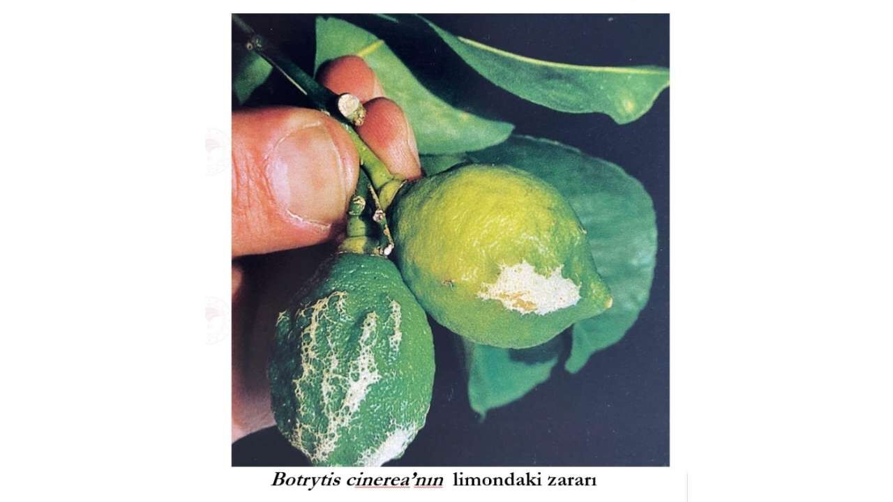 Osmaniye'de Nisan Ayı Turunçgil Tarım Takvimi Açıklandı (5)