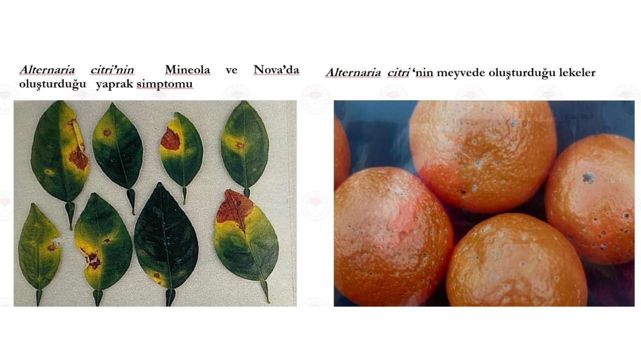 Osmaniye'de Nisan Ayı Turunçgil Tarım Takvimi Açıklandı (6)