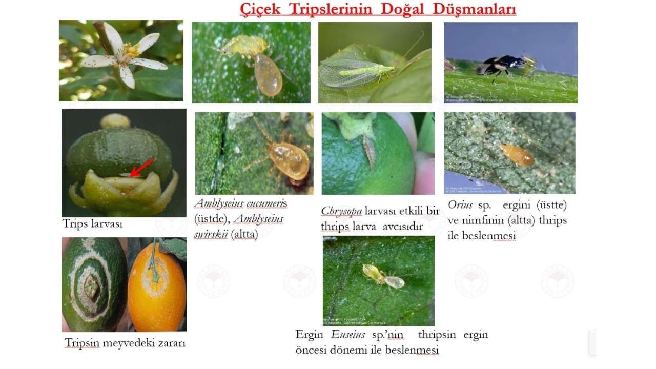 Osmaniye'de Nisan Ayı Turunçgil Tarım Takvimi Açıklandı (7)