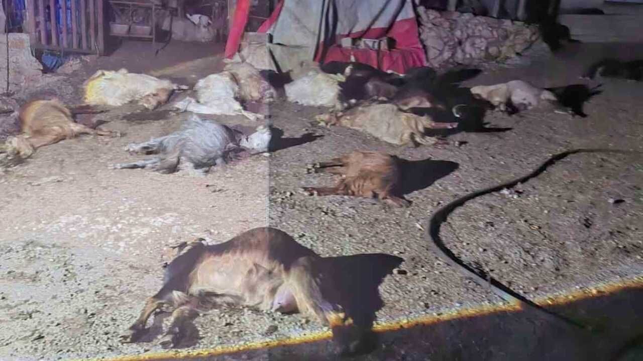 Zehirli Su İddiası 43 Küçükbaş Hayvan Telef Oldu (2)