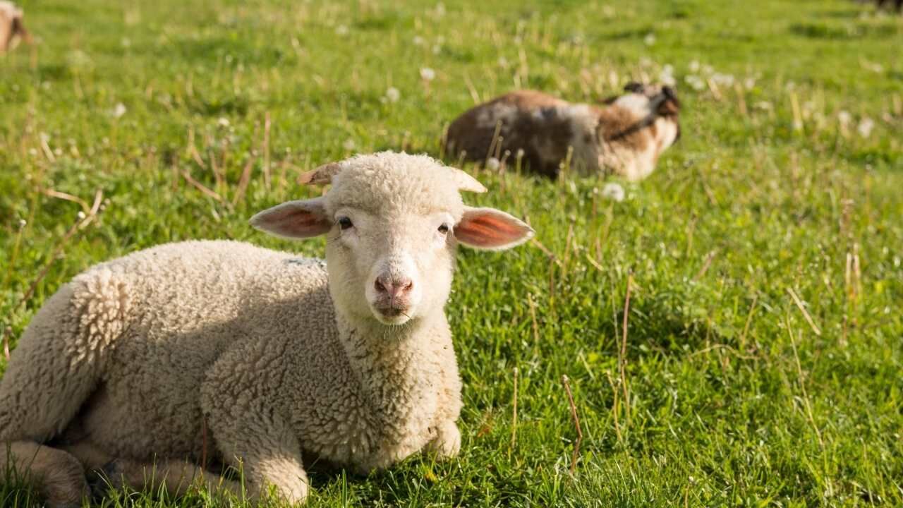 2026 Kurbanlık Fiyat Listesi Belli Oldu İşte İl İl En Ucuz Rakamlar (3)