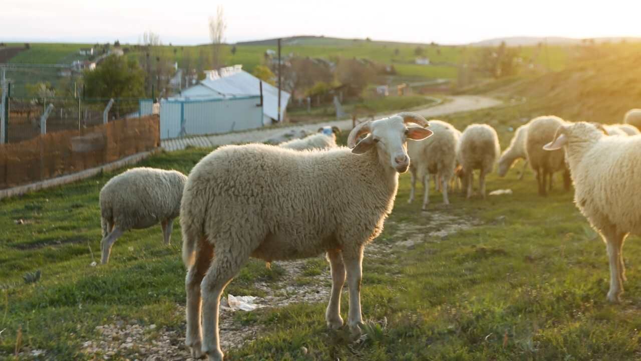 2026 Kurbanlık Fiyat Listesi Belli Oldu İşte İl İl En Ucuz Rakamlar (4)