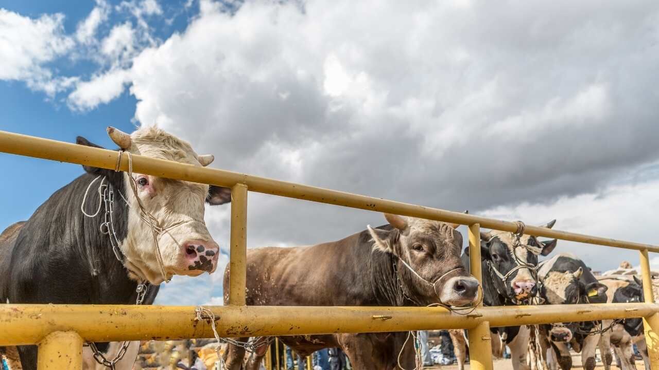 2026 Kurbanlık Fiyat Listesi Belli Oldu İşte İl İl En Ucuz Rakamlar (5)