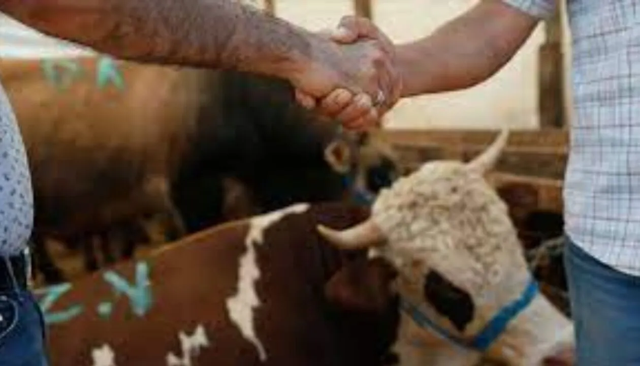 2026 Kurbanlık Fiyat Listesi Belli Oldu İşte İl İl En Ucuz Rakamlar333