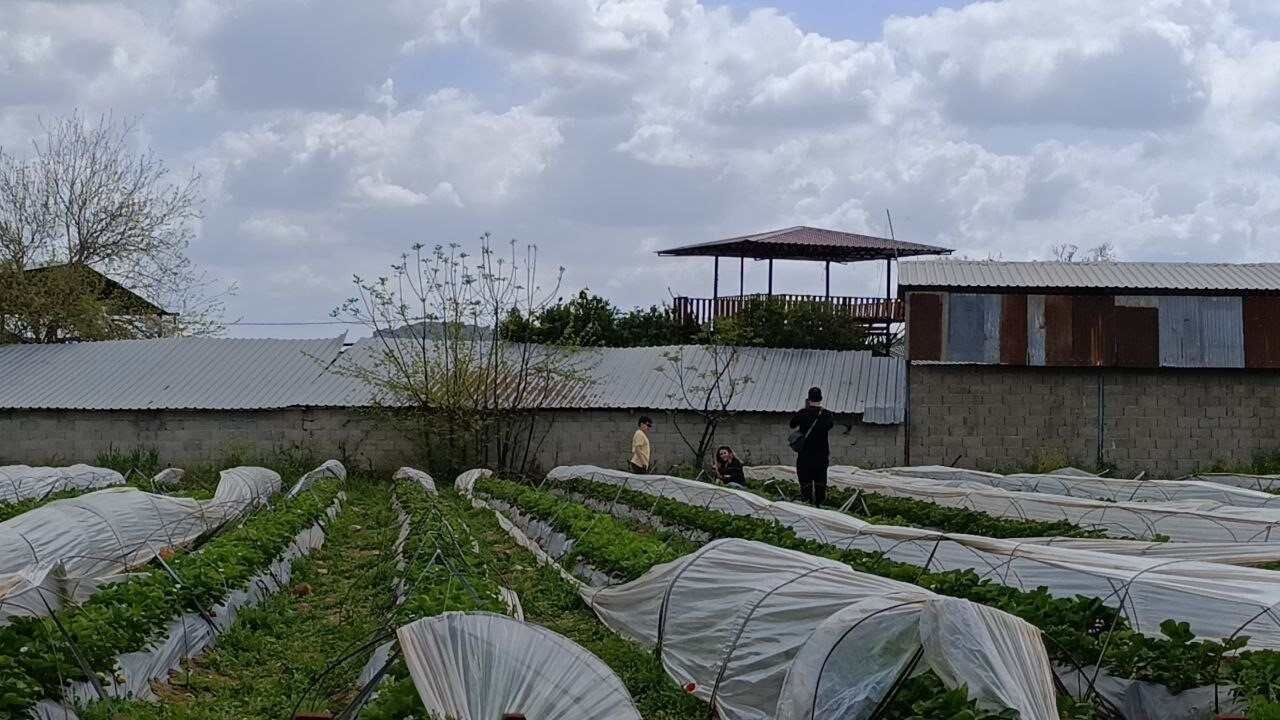 Adana Kozan’da Tarım Turizmi Rüzgarı Çilek Hasadını Vatandaşlar Yapıyor (1)