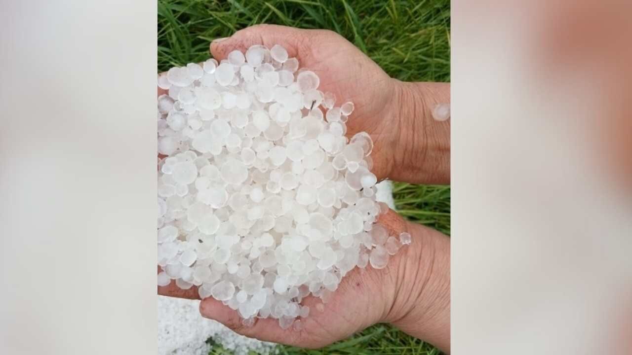 Amik Ovası’nda Dolu Kabusu Hasat Yolundaki Kayısılar Dalında Vuruldu (1)