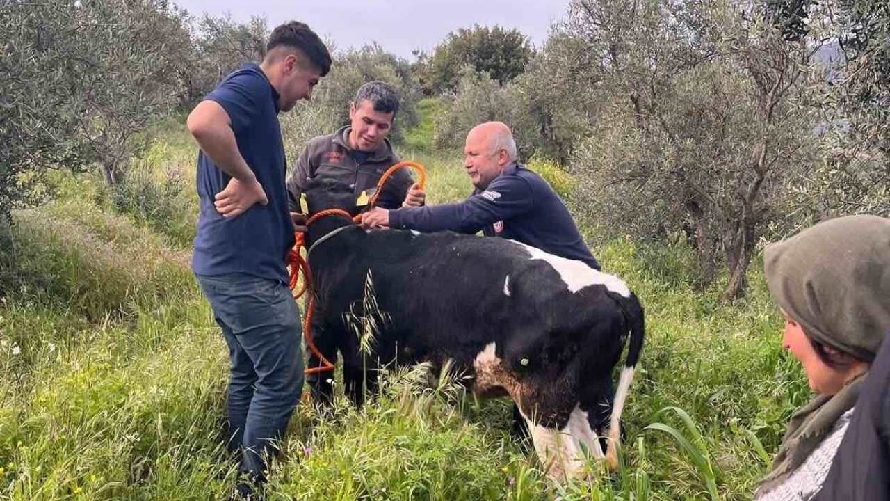 Gölete Düşen Büyükbaş Hayvan Kurtarıldı (2)