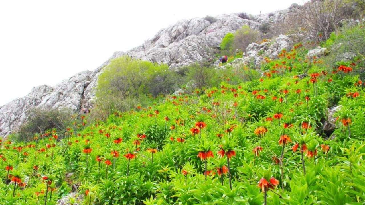 Kahramanmaraş'ta Onu Koparana 700 Bin Tl Ceza! (2)