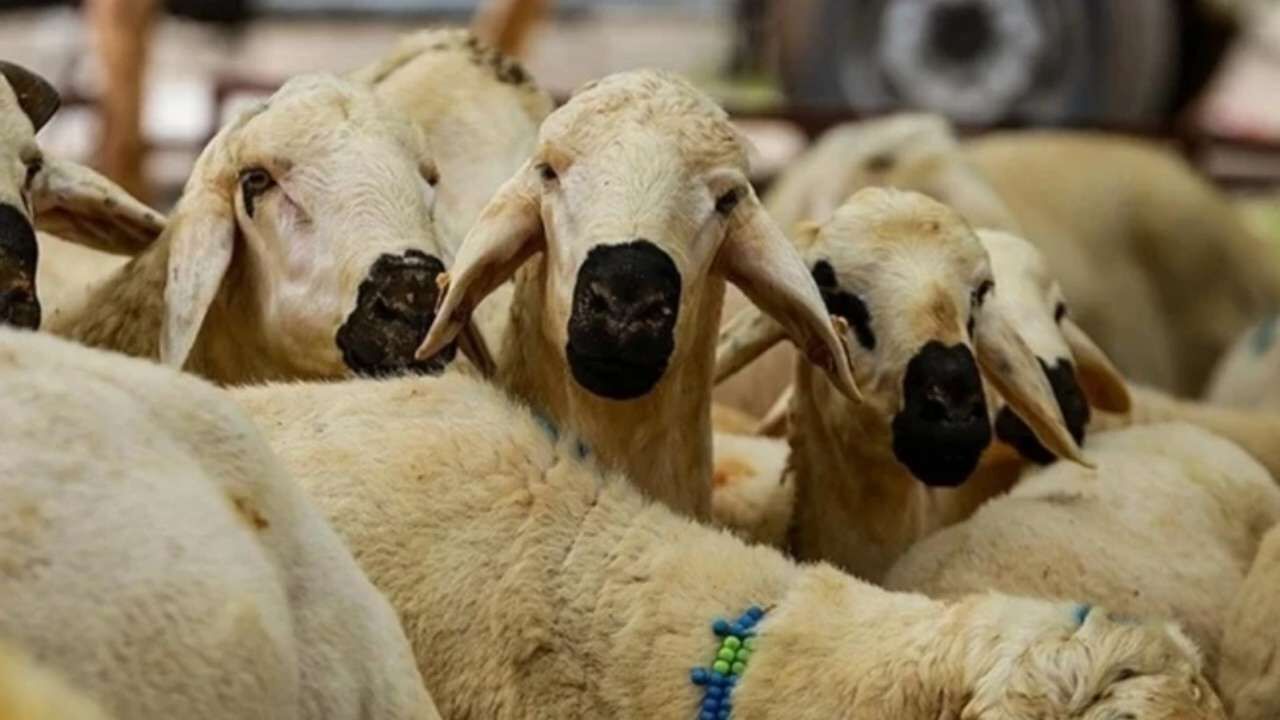 Kurbanlık Fiyatları Açıklandı! Osmaniye’de Kurbanlıklar Kaç TL Olacak?