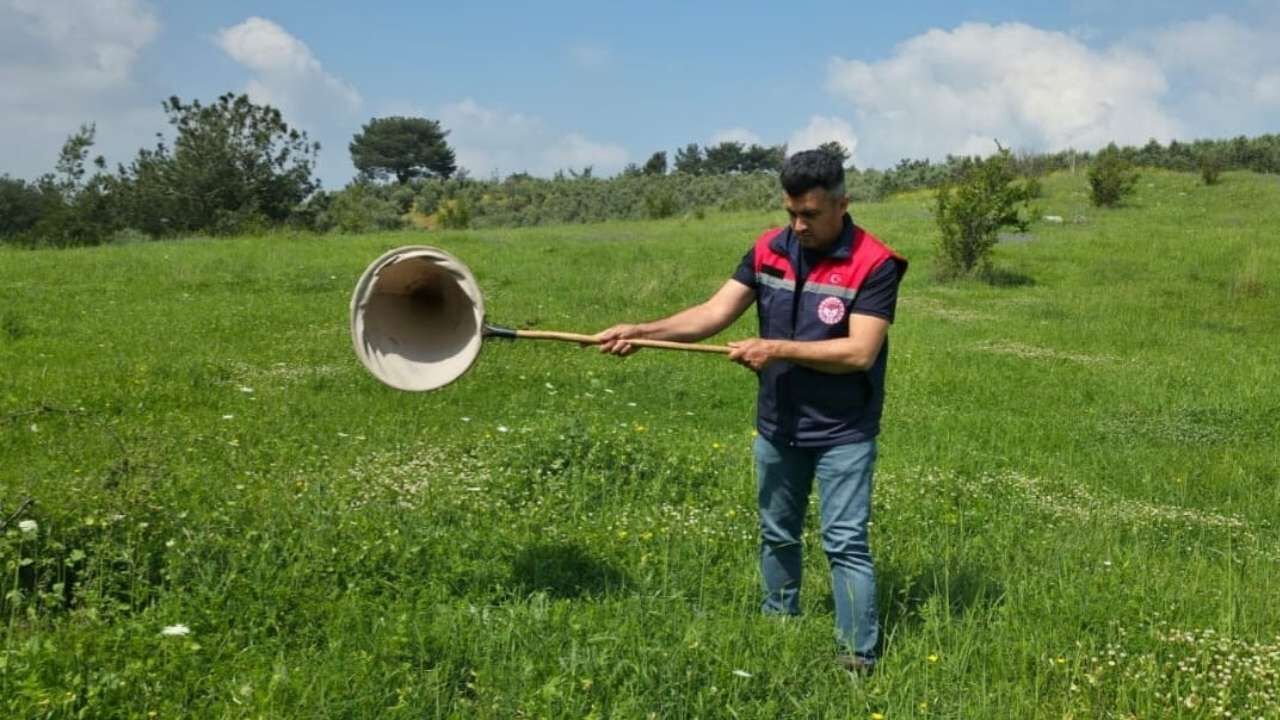 Osmaniye’de Çekirge Alarmı! Teknik Ekipler Sahaya İndi (2)