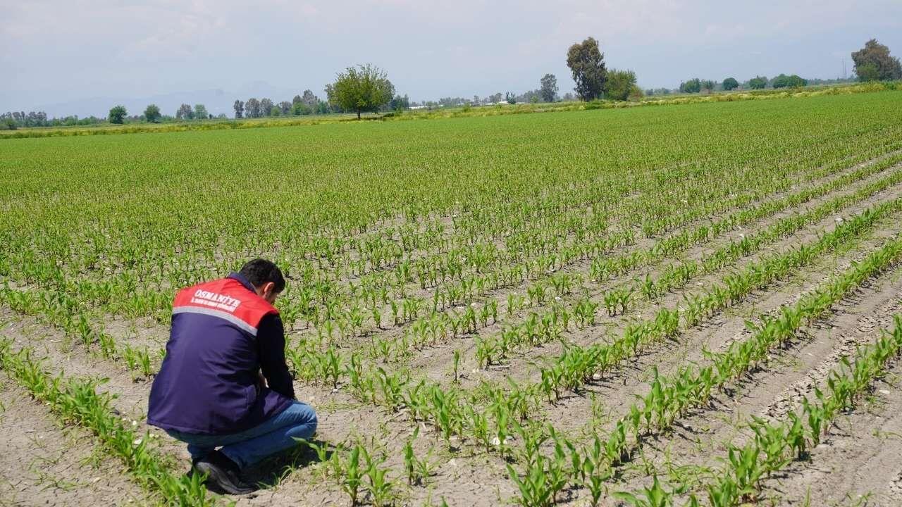 Osmaniye'de Tarım Arazileri Kontrol Edildi Hasar Sıfır! (2)