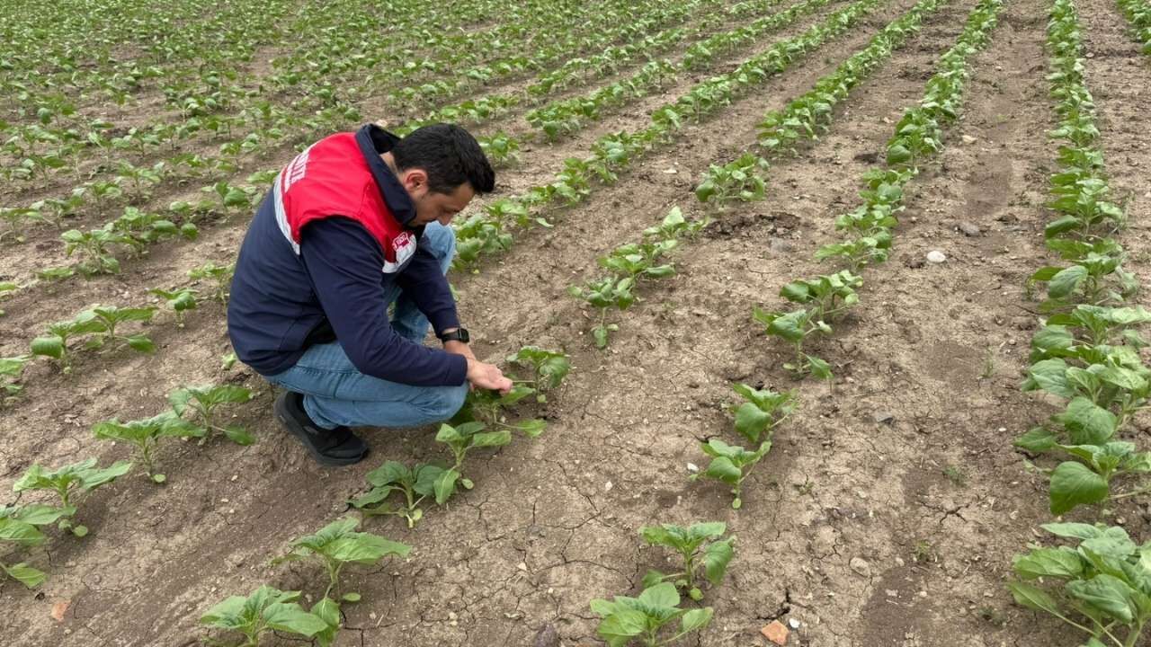 Osmaniyeli Üreticilere Kritik Uyarı Yağış Sonrası Bu Adımlara Dikkat! (1)