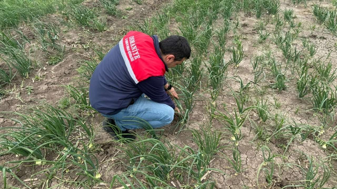 Osmaniyeli Üreticilere Kritik Uyarı Yağış Sonrası Bu Adımlara Dikkat! (2)