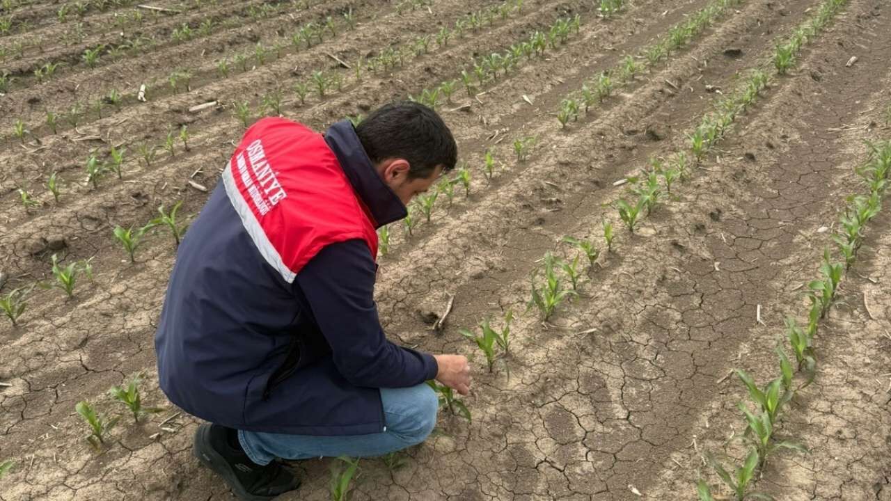 Osmaniyeli Üreticilere Kritik Uyarı Yağış Sonrası Bu Adımlara Dikkat! (3)