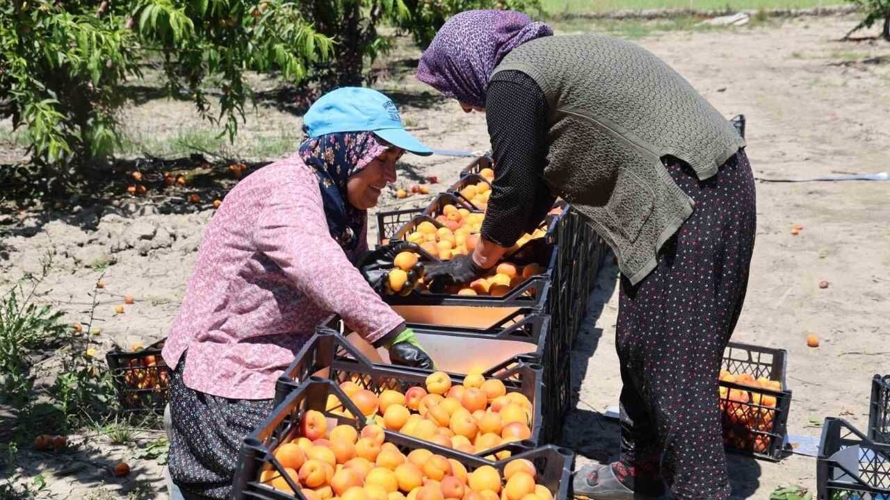 Adana’da Erkenci Kayısı Hasadı Başladı Bahçede Kilogramı 60 80 Tl (1)