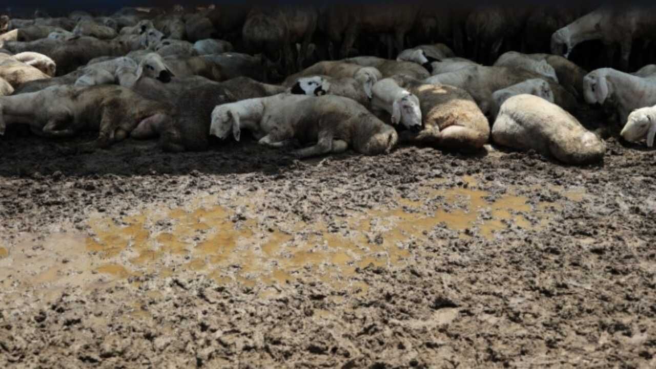 Adana’da Kurban Pazarlarını Su Bastı (2)