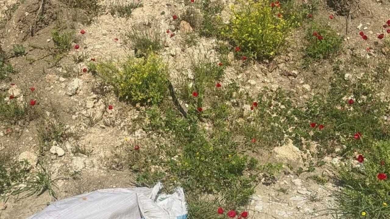 Antakya’da Evde Yılan Paniği (2)
