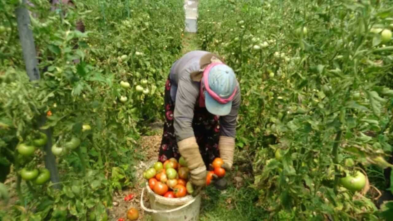 Aşırı Yağışlar Serada Verimi Düşürdü! Domatesin Kilogramı 60 Tl’den Satılıyor (1)