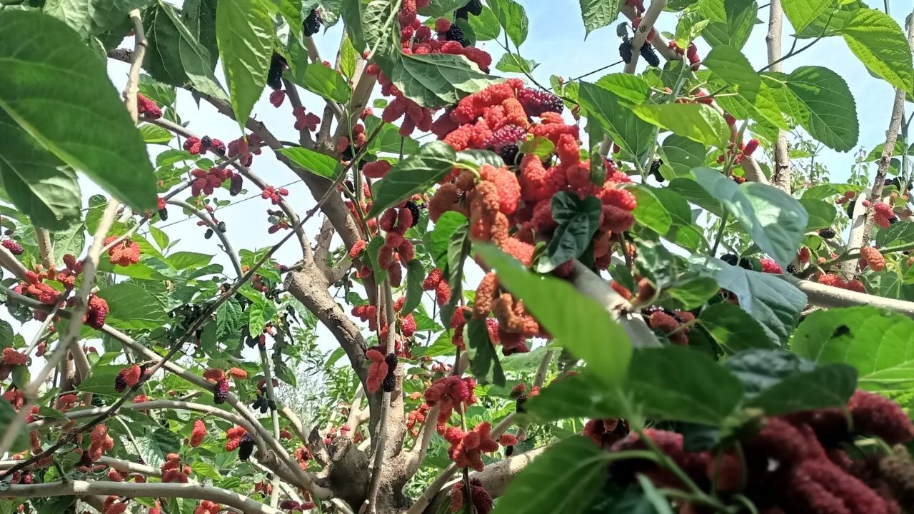 Bahçeden Sofraya Osmaniye'nin Meşhur Dutları Döndü Teyzenin Bahçesinde Göründü (1)