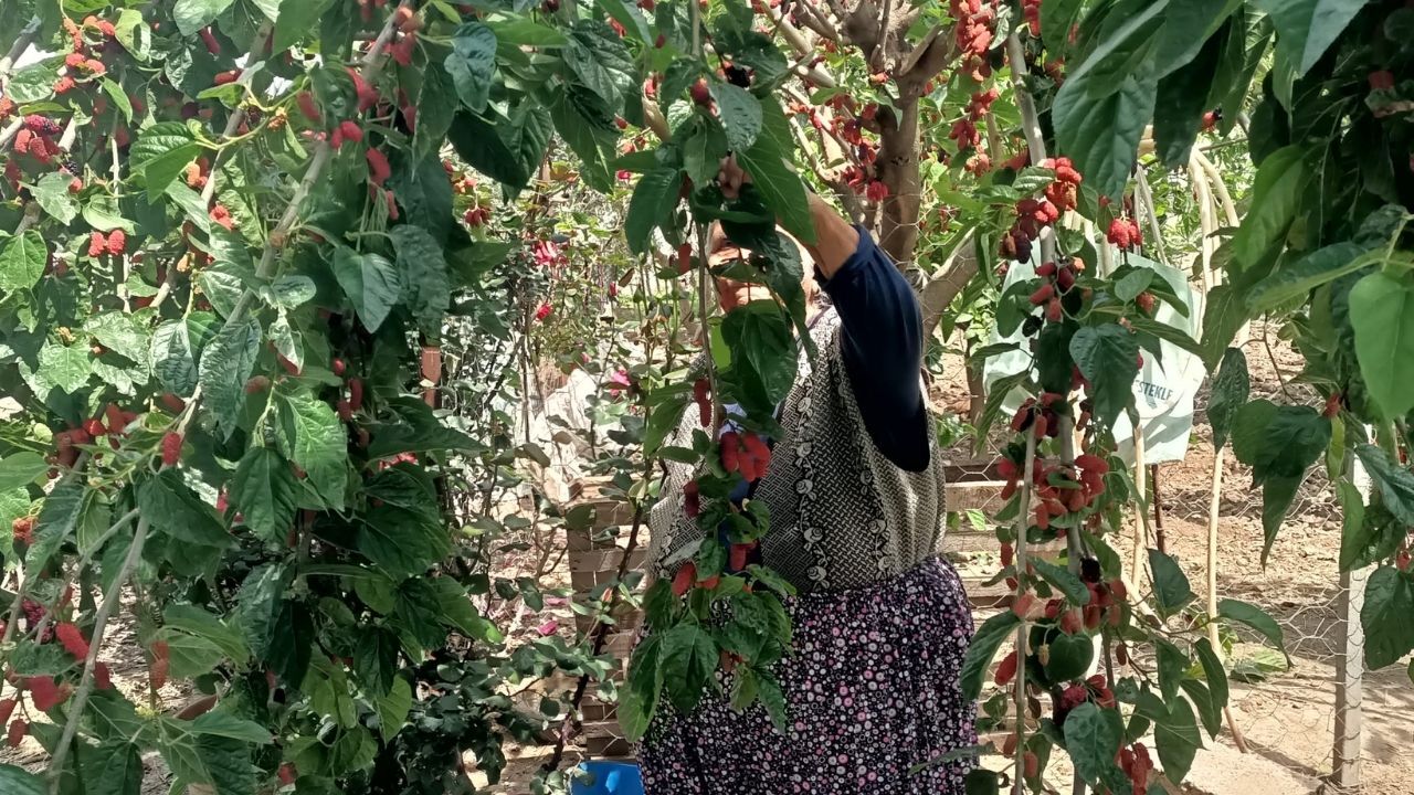 Bahçeden Sofraya Osmaniye'nin Meşhur Dutları Döndü Teyzenin Bahçesinde Göründü (2)