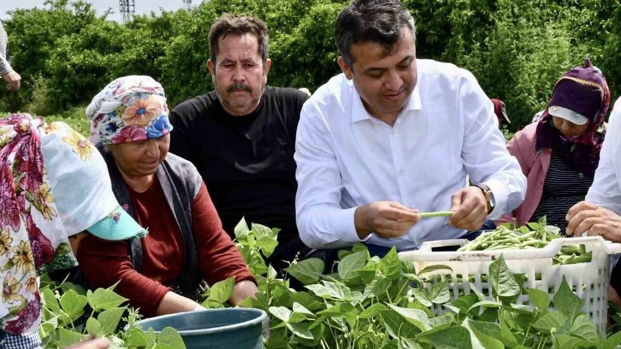 Hatay Dörtyol’da Dev Fasulye Hasadı Bin Dönüm Araziden Bin Ton Rekolte (1)