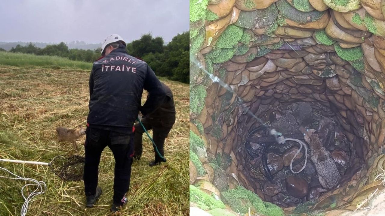 Kadirli'de Su Kuyusuna Düşen Tilki İçin Seferberlik İtfaiyeden Titiz Kurtarma Operasyonu (2)