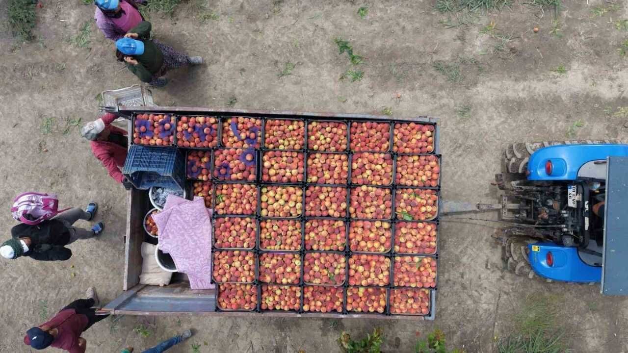 Kozan'da Erkenci Şeftali Hasadı Başladı Ve Fiyatlar Belli Oldu (2)-1