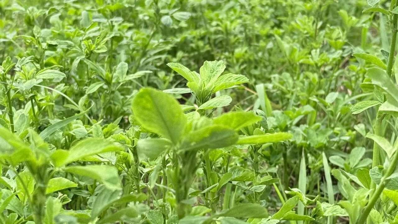 Osmaniye Değirmenocağı Gübre Desteği (2)